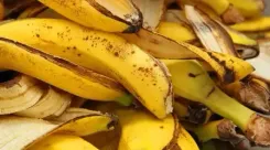 कचरा नहीं है केले का छिलका, वैज्ञानिकों की रिसर्च में सामने आए सेहत से जुड़े कई फायदे