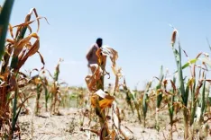 Karnataka declares 101 taluks drought-hit amid severe rain deficit