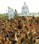 तुमकुरू में H5N1 बर्ड फ्लू की पुष्टि: 38 गांव निगरानी में, 20,432 लोग प्रभावित