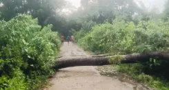 कोडागु में तूफानी बारिश का कहर: छतें उड़ीं, पेड़-खंभे गिरे, IMD का यलो अलर्ट जारी