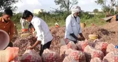 क्या कर्नाटक में प्याज की कीमत में गिरावट से किसानों की मुश्किलें बढ़ गई हैं?