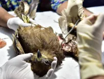 What Is Karuna Abhiyan? Gujarat's Compassion Initiative Rescues Over 4,900 Birds