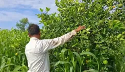 मौसंबी की खेती से बदली जालना किसान की तकदीर, केंद्र सरकार की योजना से मिला ₹40 प्रति पौधे का अनुदान