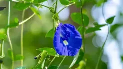 अपराजिता के पुष्प : केवल 'मां' को ही नहीं भाता, बच्चों के स्वास्थ्य के लिए भी बेहद गुणकारी 