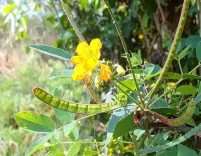 खांसी और जुकाम से हैं परेशान? इस पौधे के इस्तेमाल से मिलेगा तुरंत आराम