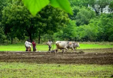 Kharif sowing at 95% in Maharashtra; Marathwada drought fear grows