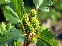 खरपतवार नहीं, औषधि है! 'संखाहुली' के औषधीय गुणों को जानें