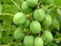 क्या रतनजोत से खूबसूरती बढ़ाई जा सकती है? बाल झड़ने और स्किन की परेशानियों का समाधान?