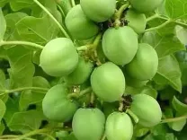 खूबसूरती बढ़ाने में रजनजोत का कोई जोड़ नहीं, बाल झड़ने और स्किन से जुड़ी परेशानी भी होगी दूर