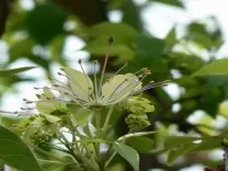 किडनी और पाचन तंत्र का 'सुपरहीरो' वरुण वृक्ष, छाल से लेकर पत्ते तक हैं गुणवर्धक