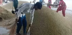 क्या हरियाणा में धान की खरीद सोमवार से शुरू होगी?