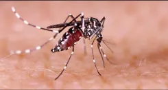 KMC and Metro Railway Kolkata launch dengue eradication drive from Esplanade
