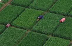 चीन में कृषि उत्पादन को बढ़ावा देने के लिए उप प्रधानमंत्री के निर्देश