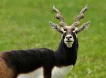 Is the K'taka Blackbuck Death Case Worsening? Toll Hits 31!