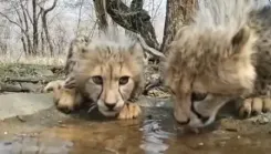 कूनो नेशनल पार्क : चीतों के लिए बनाया सौर-संचालित आर्टिफिशियल ठंडा क्षेत्र