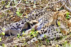 कूनो नेशनल पार्क में ऐतिहासिक घटना: चीता 'गामिनी' ने 4 शावकों को दिया जन्म