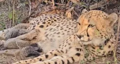 क्या कूनो नेशनल पार्क में मादा चीता 'मुखी' ने 5 शावकों को जन्म दिया?