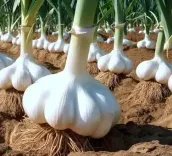 क्या आप जानते हैं? लहसुन है हार्ट के लिए 'अमृत'