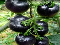 काले टमाटर: स्वास्थ्य के लिए लाभकारी, दिल की सेहत का रखेगा ध्यान