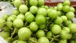 लभेर : डिहाइड्रेशन से लेकर फोड़े-फुंसी ठीक करने तक, बहुत सारे हैं फायदे