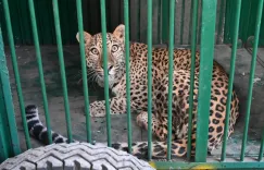How was the leopard captured in Jaipur after causing chaos for two days?