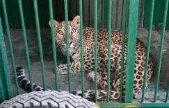 Leopard captured in Jaipur after creating panic on streets since last two days
