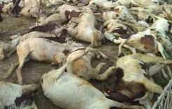 Lightning kills 90 sheep and goats in J&K's Ganderbal district