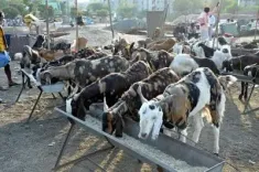 How is the livestock sector bolstering India's agricultural economy?