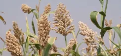 Is the love for millets growing across India and the world, as PM Modi suggests?