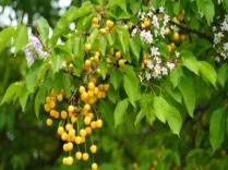 मच्छर और कीड़ों से हैं परेशान तो घर में रखें बकायन की छाल, मिलेगी निजात 