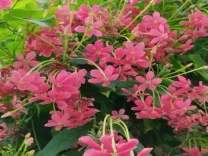 मधुमालती: सुंदर दिखने वाला ये पौधा है बेहद गुणकारी, खांसी से लेकर मासिक धर्म के दर्द में आरामदायक