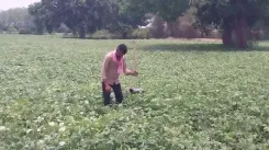 मध्य प्रदेश : हरदा जिले में 'सम्मान निधि' किसानों के लिए बनी वरदान, जीवन में आया बड़ा बदलाव