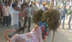 क्या मध्य प्रदेश के राजगढ़ में 'छोड़ा' उत्सव जल्लीकट्टू की तरह मनाया गया?