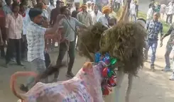 मध्य प्रदेश: राजगढ़ के सुल्तानिया में मनाया गया तमिलनाडु के जल्लीकट्टू की तर्ज पर 'छोड़ा' उत्सव