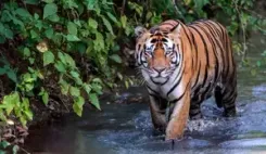 Madhya Pradesh to translocate 14 tigers to Gujarat, Chhattisgarh, Odisha 