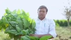 Maharashtra CM unveils modern silk cocoon market in Jalna
