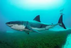Man killed in shark attack at Sydney beach