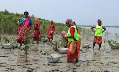 Sundarbans women find livelihood planting mangroves after tiger attacks: Modi in Mann Ki Baat