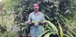 मन की बात में PM मोदी ने एवोकाडो खेती की तारीफ की, बोले — 'इनोवेटिव किसानों ने कमाई की नई राह खोजी'