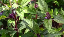 क्या मरुआ खांसी और गले की खराश को कम करने में मददगार है, मुंह की दुर्गंध दूर करता है?