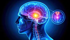 क्या मटर के दाने जितनी छोटी ग्रंथि आपके नींद, मूड और चेतना को नियंत्रित करती है?