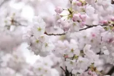 Shillong Cherry Blossom Festival 2026: Meghalaya preps for Nov 20-21 event