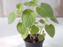 बच्चों से लेकर बड़ों तक के लिए लाभकारी है मैक्सिकन मिंट, संक्रमण से लड़ने की देता है शक्ति