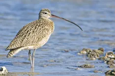 Is the Slender-billed Curlew Truly Extinct?