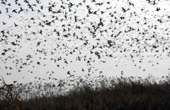 When Do Migratory Birds Arrive in Kashmir for the Winter?