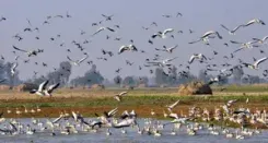 Migratory birds create riot of colour as they keep tryst with Kashmir wetlands