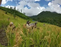 What’s Causing the Rodent Surge in Mizoram and Crop Loss Fears?