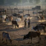 CM Himanta: 17,000 cattle rescued, 6,000 held since 2021