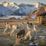 Giriraj Singh backs Pashmina push for Ladakh's Changpa herders
