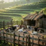 HP CM Office Hikes Livestock Loss Compensation
